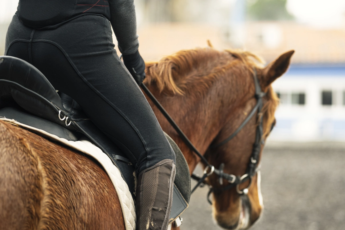 Dressurtraining zum Nikolaus erfolgreich durchgeführt