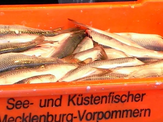 Zwischen Karpfen, Huchen und Hecht…
