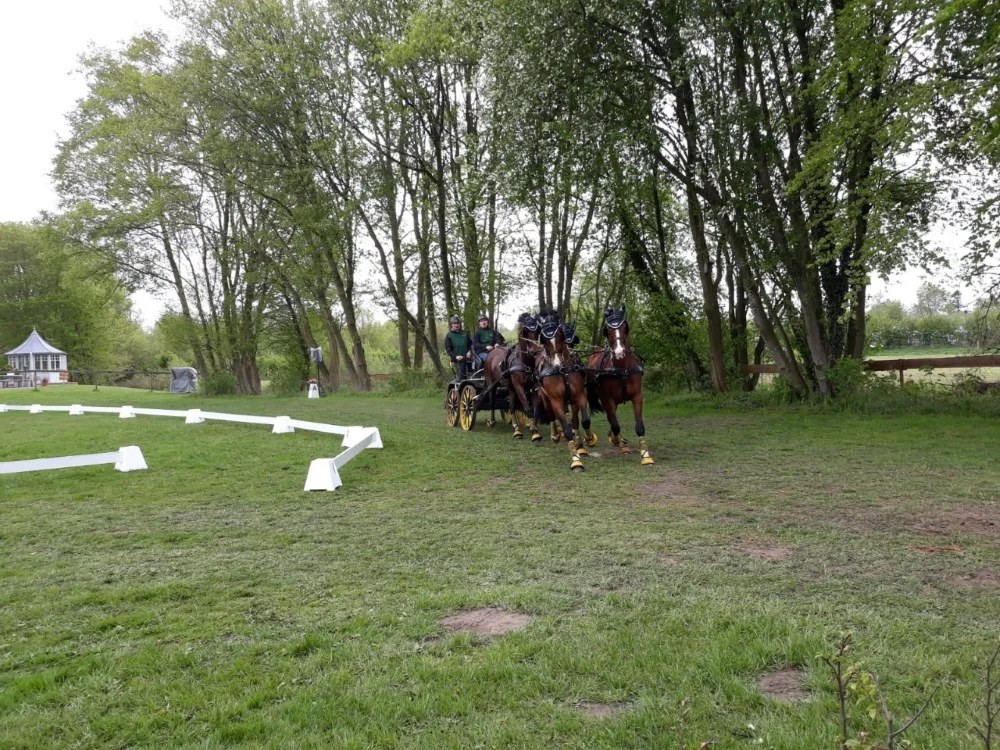 Gesamtsieger im Fahren der schweren Klasse Mario Schildt mit seinem Vierspänner Lando, Supermand, Hojvangs Aros und Amos in Klappschau 2019 © Familie Schildt