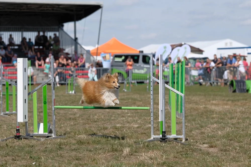 Das Hunde-Agility-Turnier findet bereits zum 6. Mal statt. © Michael Winter