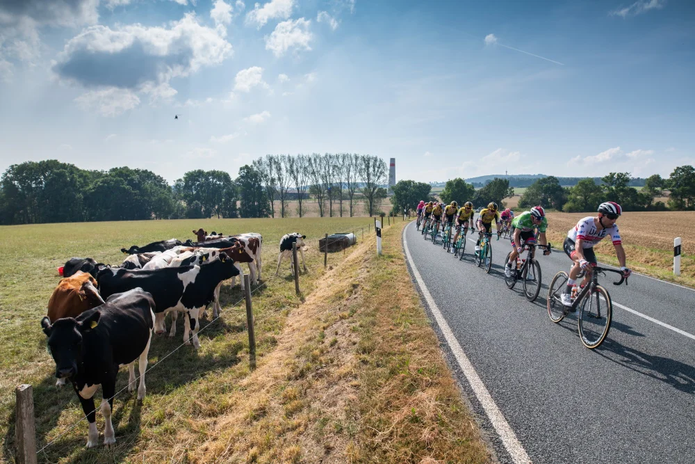 Im August werden die weltbesten Radsportler in Mecklenburg-Vorpommern die komplette erste Etappe verbringen. Foto: © GFR Marcel Hilger Radprofis fahren an einer Kuhherde vorbei. | Deutschland Tour. Foto: © GFR Marcel Hilger