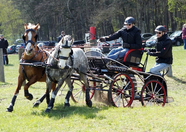 Die Kombinierte Prüfung für Pony-Zweispänner gewann Felix Dallmann aus Friedland. (Foto: © Jutta Wego)