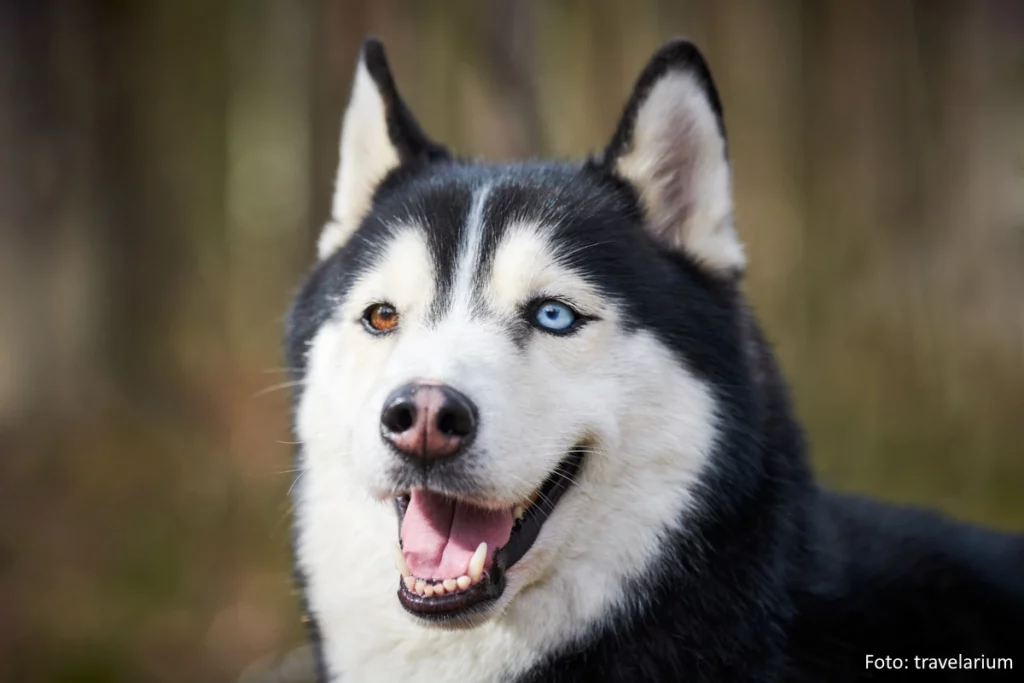 Hundeporträt eines Siberian Husky mit blauem und braunem Auge und dunkelgrauer Fellfarbe