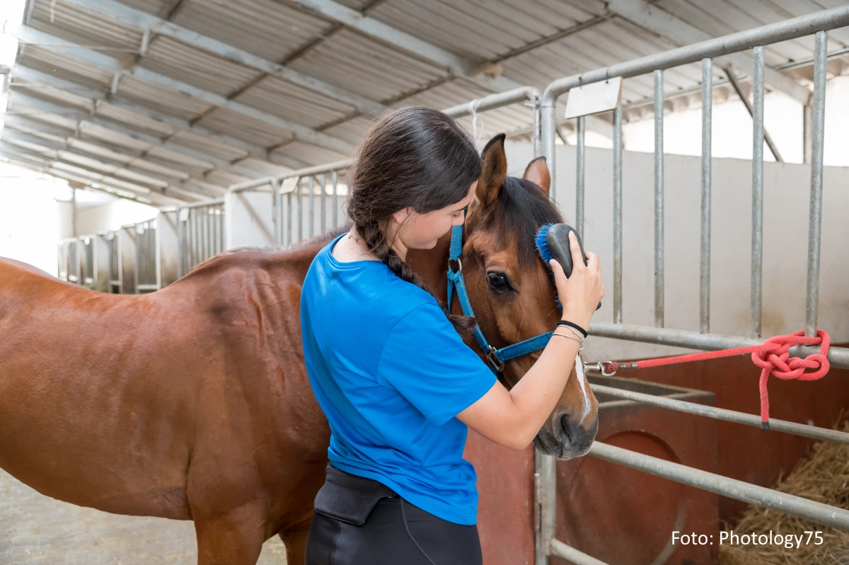 Junge Frau striegelt ein Pferd im Stall